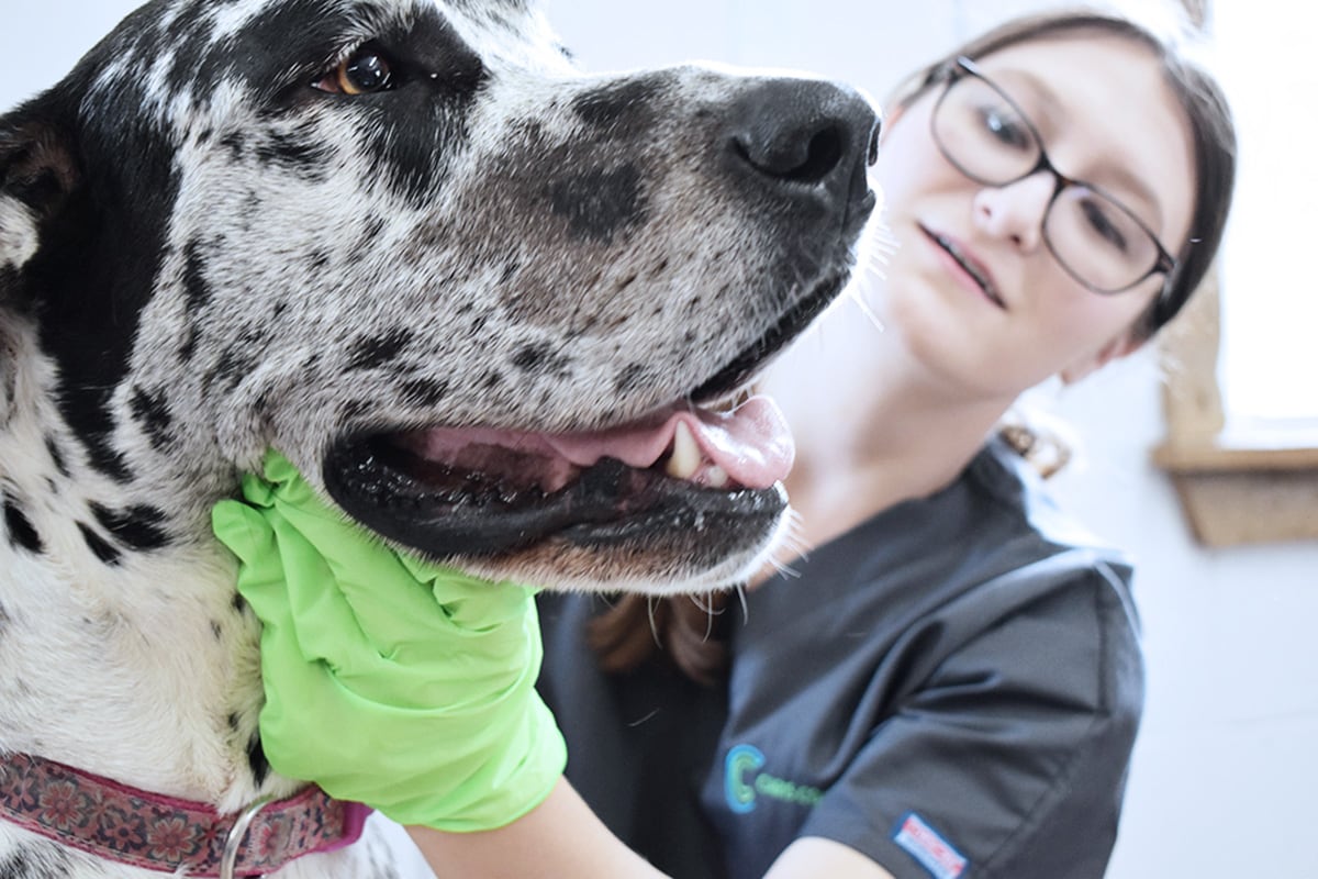 Veterinary Assisting student examining large dog