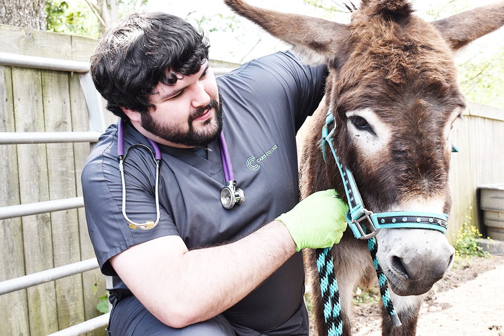 Veterinary Assisting student holding onto donkey