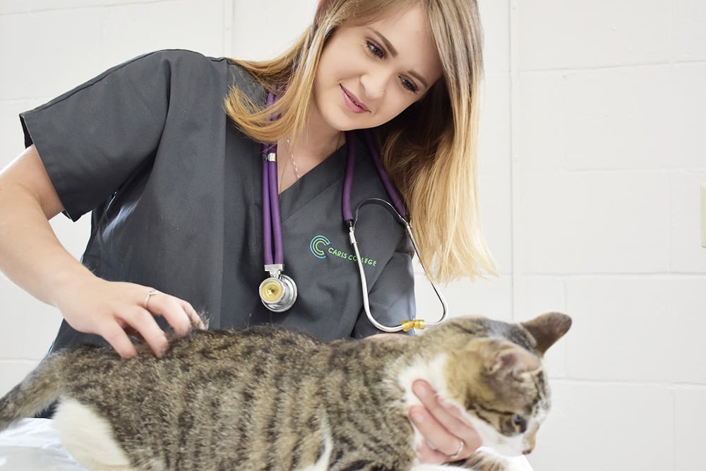 Caris College Veterinary Assisting student examining a cat