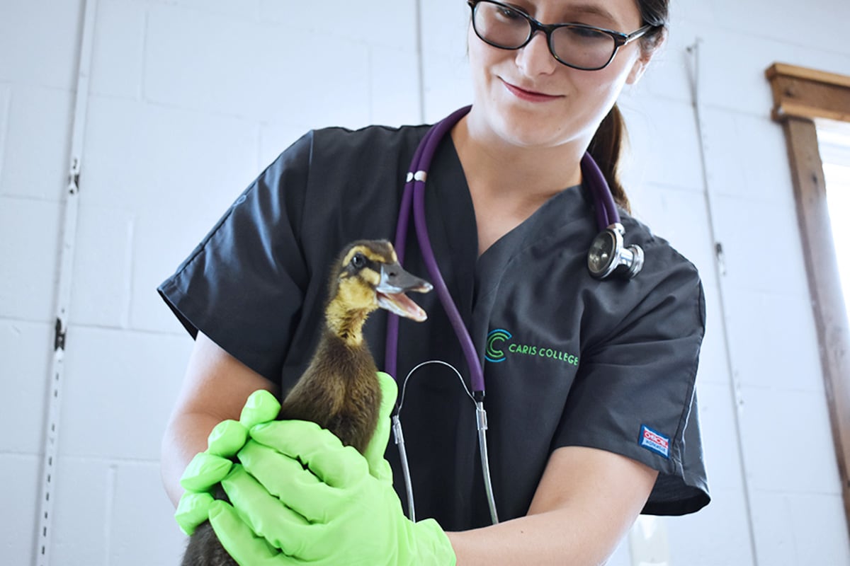 Caris College Veterinary Assisting student holding young duckling
