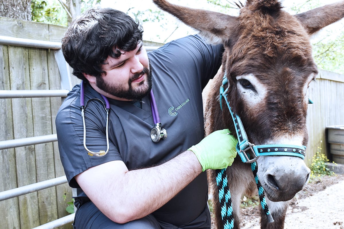 Caris College Veterinary Assisting student examining a donkey