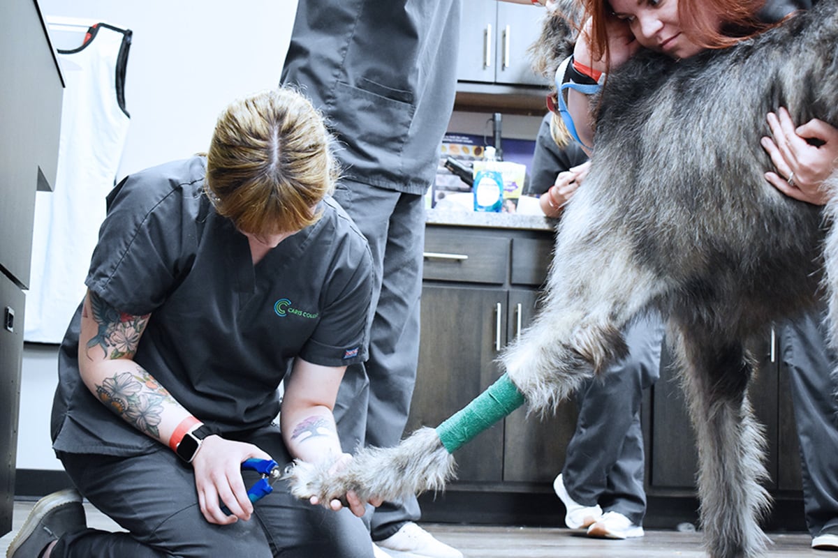 Caris College Veterinary Assisting student trimming dog's nails