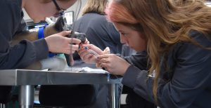 vet assistant students