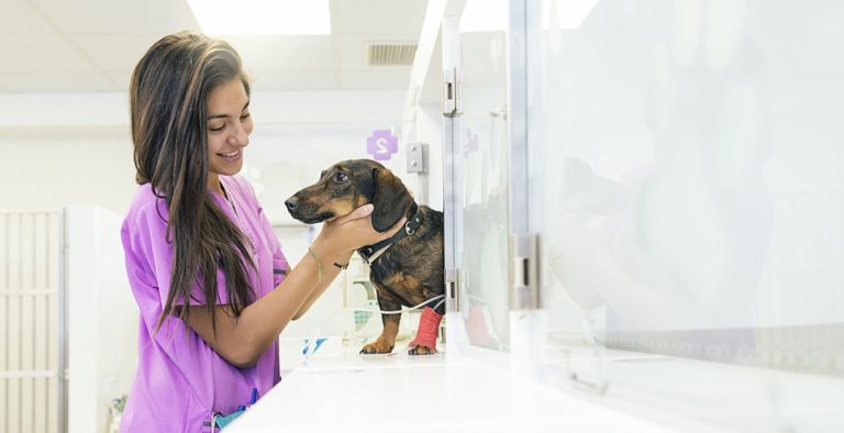 What is a Veterinary Assistant? - Caris College
