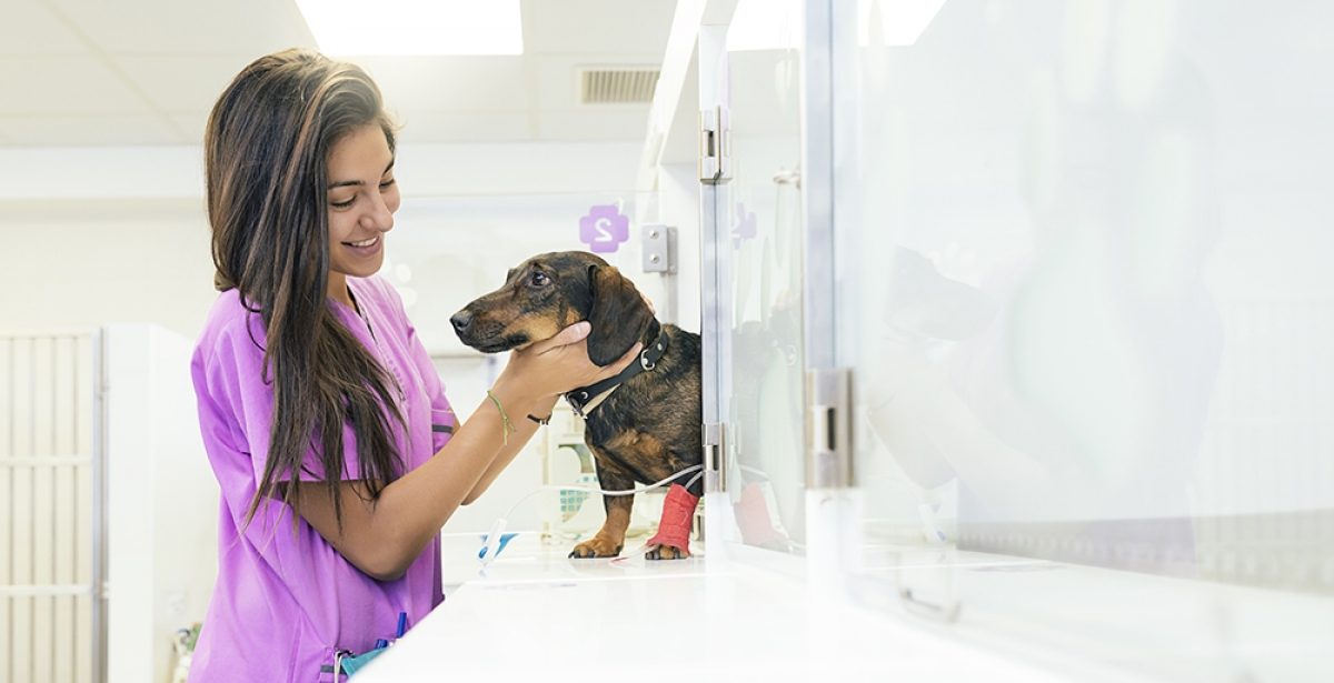 What Is A Veterinary Assistant Caris College   Veterinary Assistant 1 Reduced 