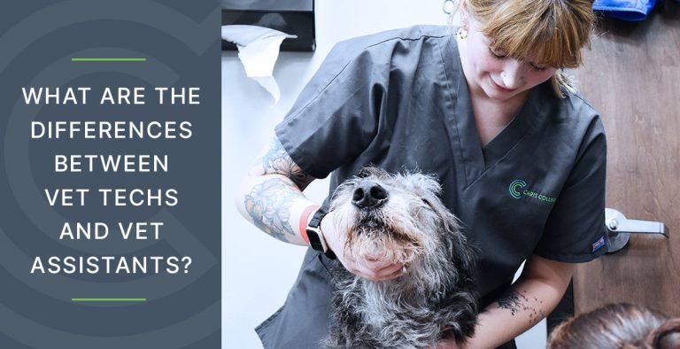 what are the differences between vet techs and vet assistants