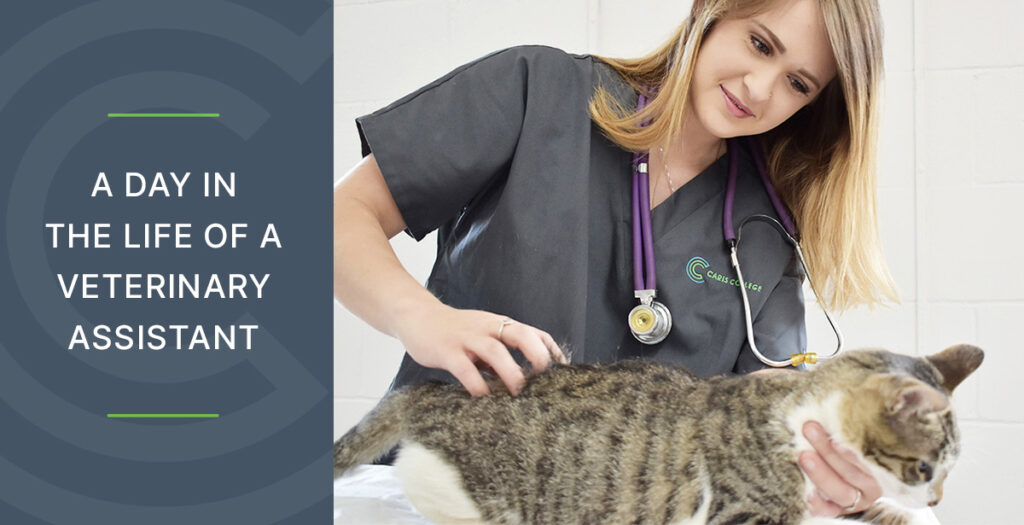 a day in the life of a veterinary assistant