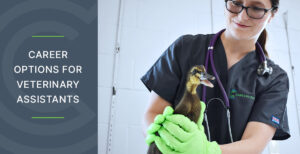 Career Options for Veterinary Assistants