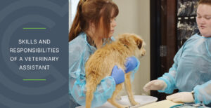 Skills and Responsibilities of a Veterinary Assistant